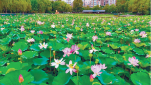 瀋陽北塔公園荷花競相綻放